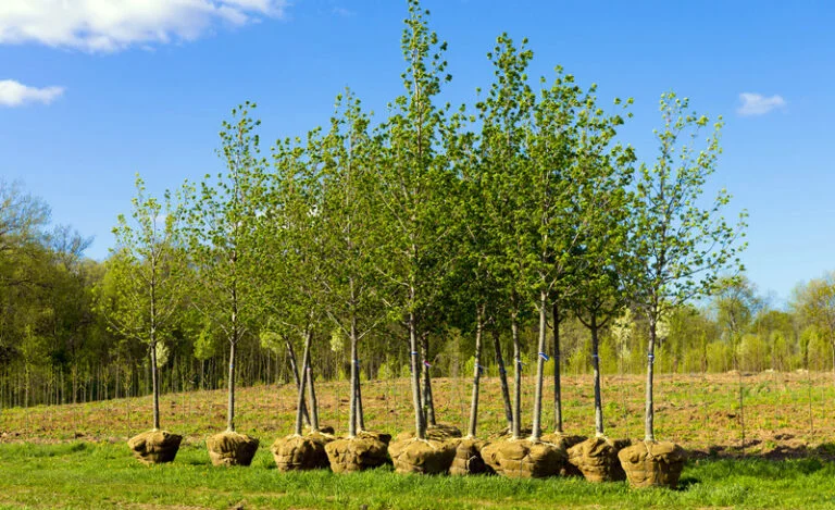 Посадка деревьев
